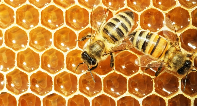 Working bees on honey cells Shutterstock 800x430 1