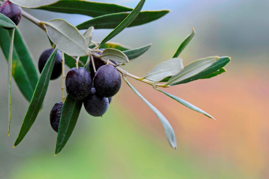 italy tuscany olive tree news photo 590630321 1551735616